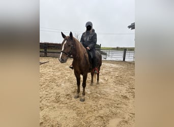 Weitere Ponys/Kleinpferde Mix, Stute, 5 Jahre, 154 cm, Dunkelfuchs