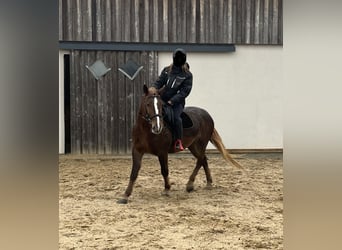 Weitere Ponys/Kleinpferde Mix, Stute, 5 Jahre, 154 cm, Dunkelfuchs
