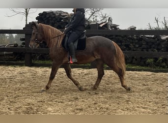 Weitere Ponys/Kleinpferde Mix, Stute, 5 Jahre, 154 cm, Dunkelfuchs