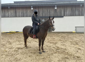 Weitere Ponys/Kleinpferde Mix, Stute, 5 Jahre, 154 cm, Dunkelfuchs