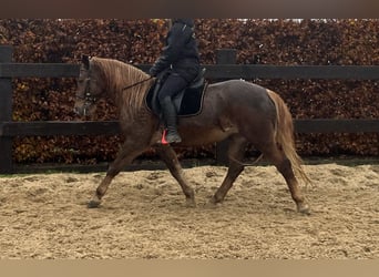 Weitere Ponys/Kleinpferde Mix, Stute, 5 Jahre, 154 cm, Dunkelfuchs