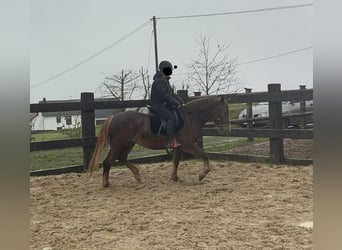Weitere Ponys/Kleinpferde Mix, Stute, 5 Jahre, 154 cm, Dunkelfuchs