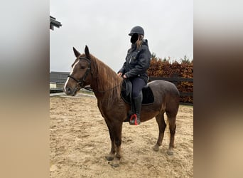 Weitere Ponys/Kleinpferde Mix, Stute, 5 Jahre, 154 cm, Dunkelfuchs