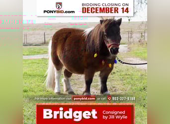 Weitere Ponys/Kleinpferde, Stute, 5 Jahre, 71 cm, Schecke