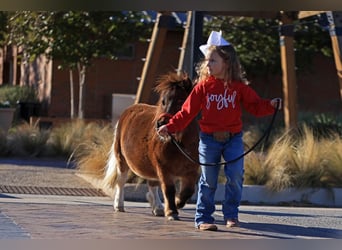 Weitere Ponys/Kleinpferde, Stute, 5 Jahre, 71 cm, Schecke