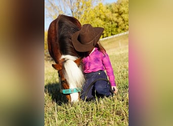 Weitere Ponys/Kleinpferde, Stute, 5 Jahre, 86 cm, Rotbrauner