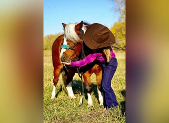 Weitere Ponys/Kleinpferde, Stute, 5 Jahre, 86 cm, Rotbrauner
