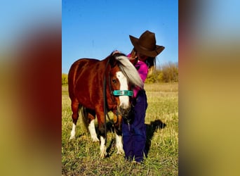 Weitere Ponys/Kleinpferde, Stute, 5 Jahre, 86 cm, Rotbrauner