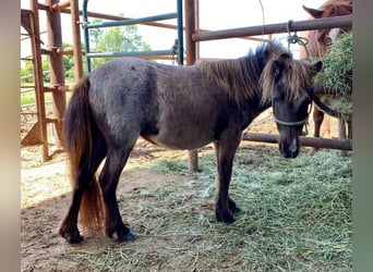 Weitere Ponys/Kleinpferde, Stute, 5 Jahre, 94 cm, Dunkelfuchs