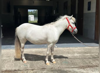 Weitere Ponys/Kleinpferde, Stute, 5 Jahre, 99 cm, Schimmel