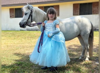 Weitere Ponys/Kleinpferde, Stute, 5 Jahre, 99 cm, Schimmel