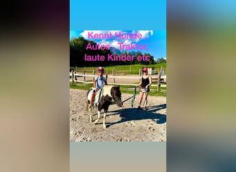 Weitere Ponys/Kleinpferde Mix, Stute, 6 Jahre, 110 cm, Schecke
