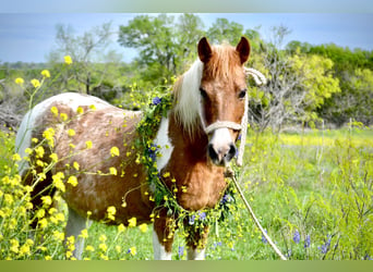 Weitere Ponys/Kleinpferde, Stute, 6 Jahre, 112 cm, Schecke