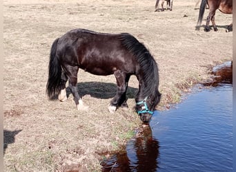 Weitere Ponys/Kleinpferde, Stute, 6 Jahre, 120 cm, Rappe