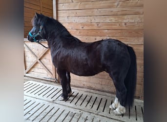 Weitere Ponys/Kleinpferde, Stute, 6 Jahre, 120 cm, Rappe