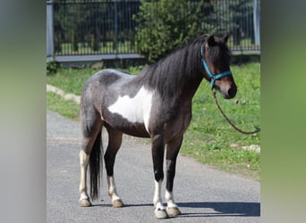 Weitere Ponys/Kleinpferde, Stute, 6 Jahre, 120 cm, Schecke