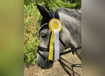 Weitere Ponys/Kleinpferde, Stute, 6 Jahre, 124 cm, Apfelschimmel