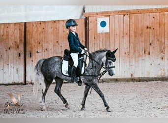 Weitere Ponys/Kleinpferde, Stute, 6 Jahre, 124 cm, Apfelschimmel