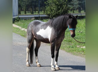 Weitere Ponys/Kleinpferde, Stute, 6 Jahre, 130 cm, Schecke