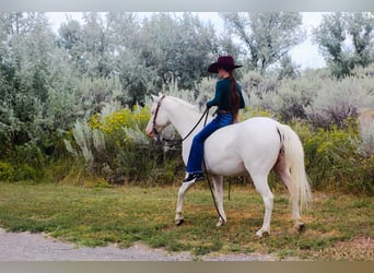 Weitere Ponys/Kleinpferde, Stute, 6 Jahre, 130 cm, White