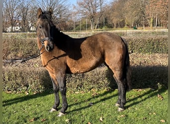 Weitere Ponys/Kleinpferde, Stute, 6 Jahre, 138 cm, Brauner