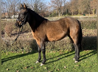 Weitere Ponys/Kleinpferde, Stute, 6 Jahre, 138 cm, Brauner