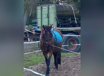 Weitere Ponys/Kleinpferde, Stute, 6 Jahre, 145 cm, Dunkelbrauner