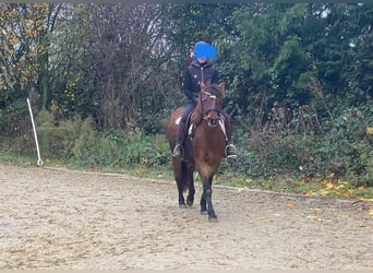 Weitere Ponys/Kleinpferde, Stute, 6 Jahre, 145 cm, Dunkelbrauner