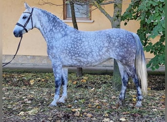 Weitere Ponys/Kleinpferde, Stute, 6 Jahre, 146 cm, Apfelschimmel