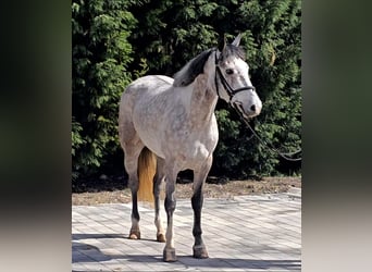 Weitere Ponys/Kleinpferde, Stute, 6 Jahre, 147 cm, Schimmel