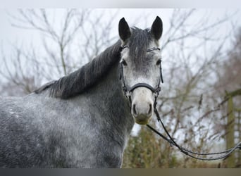Weitere Ponys/Kleinpferde, Stute, 6 Jahre, 152 cm, Apfelschimmel
