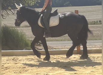Weitere Ponys/Kleinpferde, Stute, 6 Jahre, 156 cm, Rappe