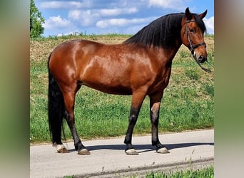 Weitere Ponys/Kleinpferde, Stute, 6 Jahre, 160 cm, Brauner