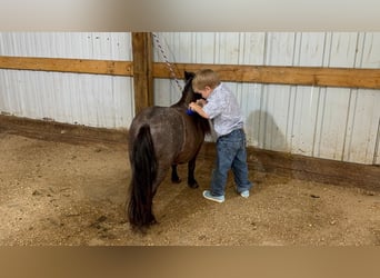 Weitere Ponys/Kleinpferde, Stute, 6 Jahre, 69 cm, Roan-Blue