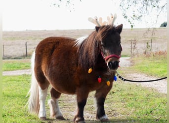 Weitere Ponys/Kleinpferde, Stute, 6 Jahre, 71 cm, Schecke