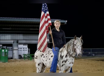 Weitere Ponys/Kleinpferde, Stute, 7 Jahre, 112 cm, Tigerschecke