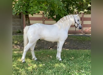 Weitere Ponys/Kleinpferde, Stute, 7 Jahre, 115 cm, Schimmel