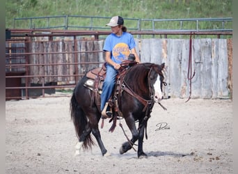 Weitere Ponys/Kleinpferde, Stute, 7 Jahre, 117 cm, Rappe