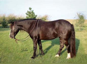 Weitere Ponys/Kleinpferde, Stute, 7 Jahre, 117 cm, Rappe