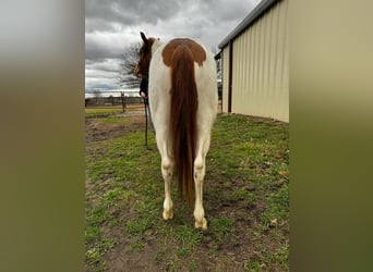 Weitere Ponys/Kleinpferde, Stute, 7 Jahre, 119 cm, Schecke