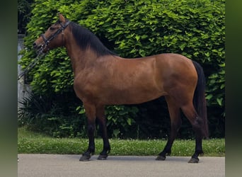 Weitere Ponys/Kleinpferde, Stute, 7 Jahre, 138 cm, Brauner