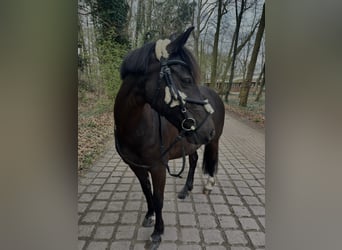 Weitere Ponys/Kleinpferde, Stute, 7 Jahre, 140 cm, Brauner