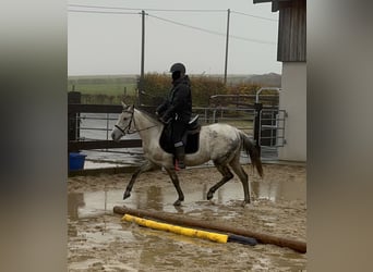 Weitere Ponys/Kleinpferde Mix, Stute, 7 Jahre, 146 cm, Schimmel