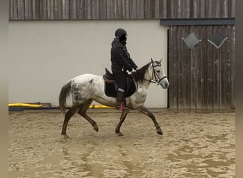 Weitere Ponys/Kleinpferde Mix, Stute, 7 Jahre, 146 cm, Schimmel