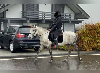 Weitere Ponys/Kleinpferde Mix, Stute, 7 Jahre, 146 cm, Schimmel