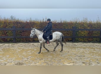 Weitere Ponys/Kleinpferde Mix, Stute, 7 Jahre, 146 cm, Schimmel