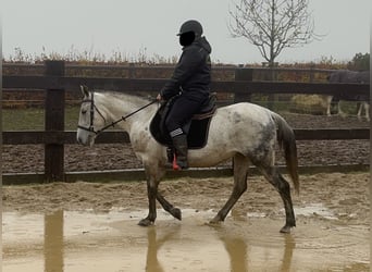 Weitere Ponys/Kleinpferde Mix, Stute, 7 Jahre, 146 cm, Schimmel