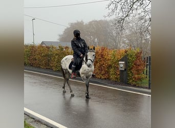 Weitere Ponys/Kleinpferde Mix, Stute, 7 Jahre, 146 cm, Schimmel