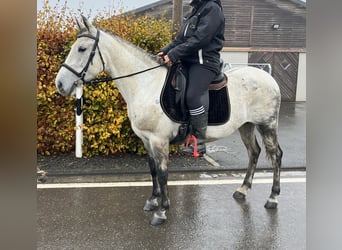 Weitere Ponys/Kleinpferde Mix, Stute, 7 Jahre, 146 cm, Schimmel