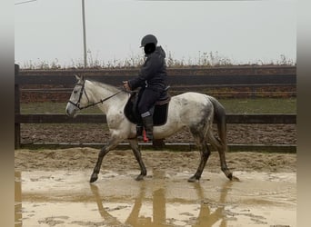 Weitere Ponys/Kleinpferde Mix, Stute, 7 Jahre, 146 cm, Schimmel